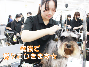 学校のモデル犬を１年生がトリミング！